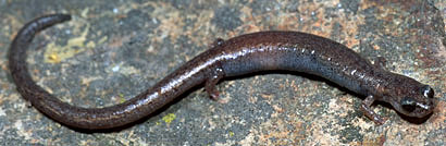 Garden Slender Salamander