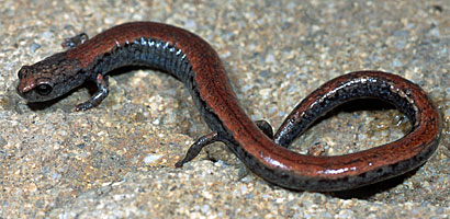 Black-bellied Slender Salamander