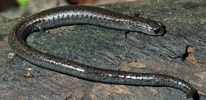 Black-bellied Slender Salamander