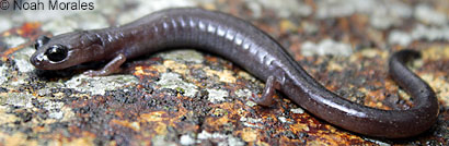 Channel Islands Slender Salamander