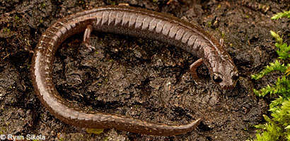 Kings River Slender Salamander