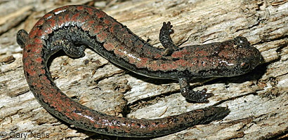 Kern Plateau Slender Salamander