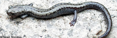 Kern Plateau Slender Salamander