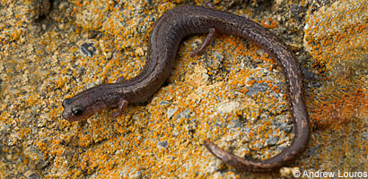 Lesser Slender Salamander