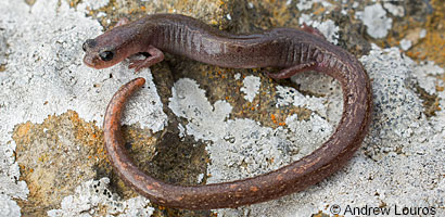 Lesser Slender Salamander