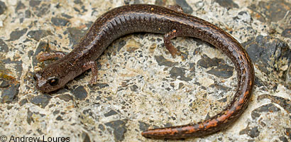 Lesser Slender Salamander