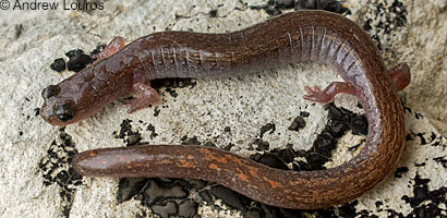 Lesser Slender Salamander