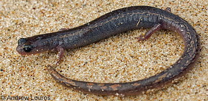 Lesser Slender Salamander