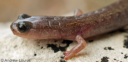 Lesser Slender Salamander