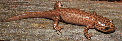 California Giant Salamander