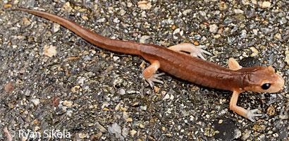 California Newt