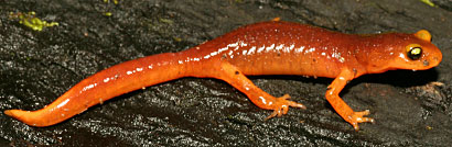 Yellow-eyed Ensatina