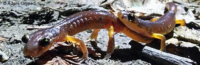 Yellow-eyed Ensatina