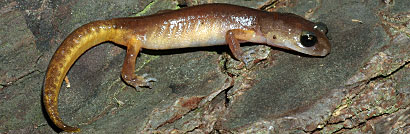 Oregon Ensatina