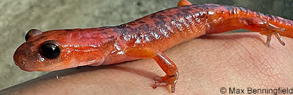 Oregon Ensatina