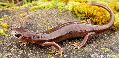 Limestone Salamander