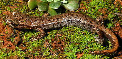 Shasta Salamander