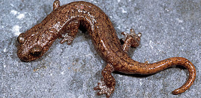 Shasta Salamander