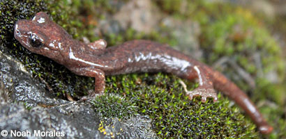 Shasta Salamander