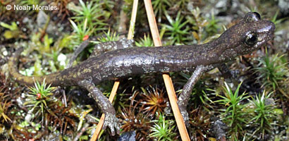 Shasta Salamander