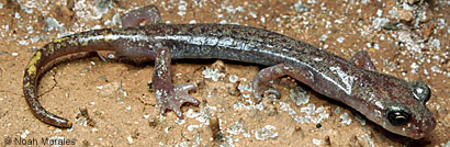 Shasta Salamander