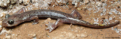 Shasta Salamander