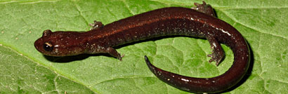 Del Norte Salamander