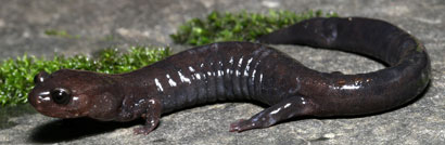 Del Norte Salamander