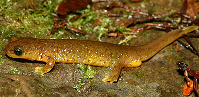 Southern Torrent Salamander