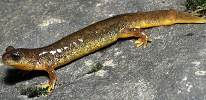 Southern Torrent Salamander