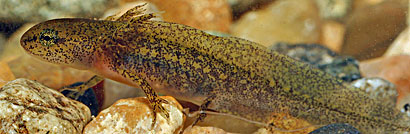 Rough-skinned Newt larva