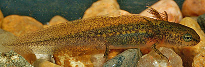 Rough-skinned Newt larva