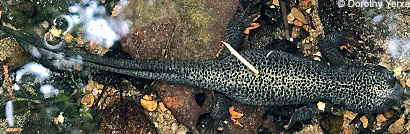 Rough-skinned Newt