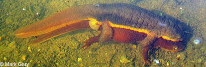 California Newts