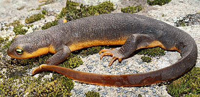 California Newt