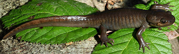 Northwestern Salamander