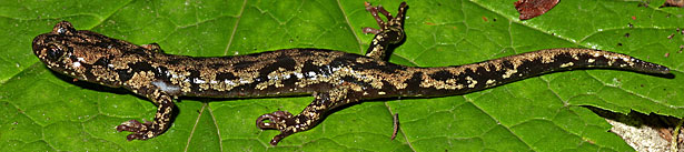 Wandering Salamander