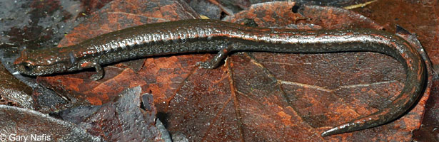 Hell Hollow Slender Salamander