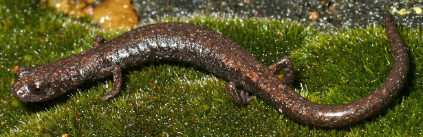 Fairview Slender Salamander