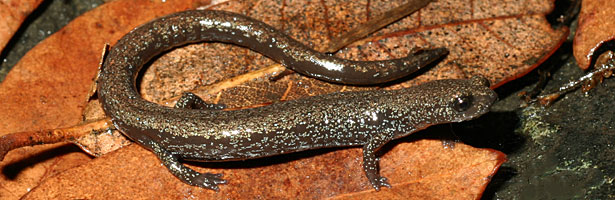 San Gabriel Mountains Slender Salamander