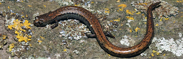 Gabilan Mountains Slender Salamander