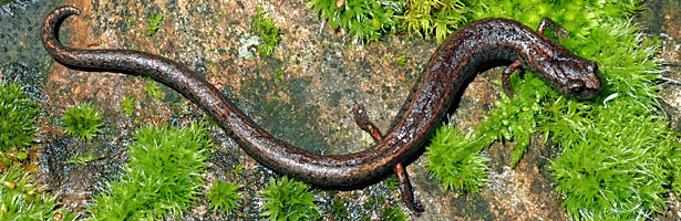 Kings River Slender Salamander