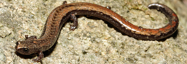 Greenhorn Mountains Slender Salamander