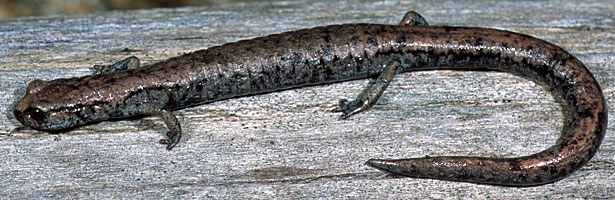 Tehachapi Slender Salamander