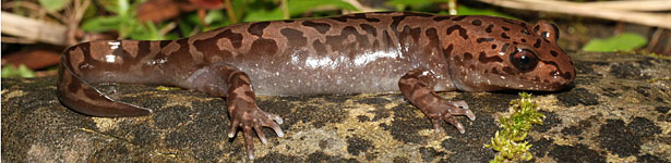 Coastal Giant Salamander