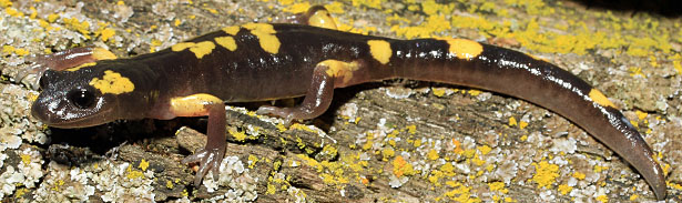 Yellow-blotched Ensatina