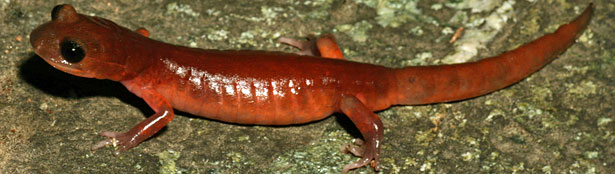 Monterey Ensatina