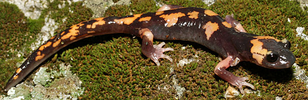 Large-blotched Ensatina