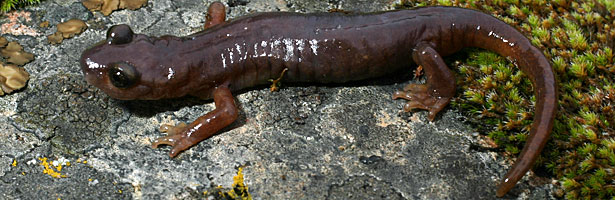 Limestone Salamander