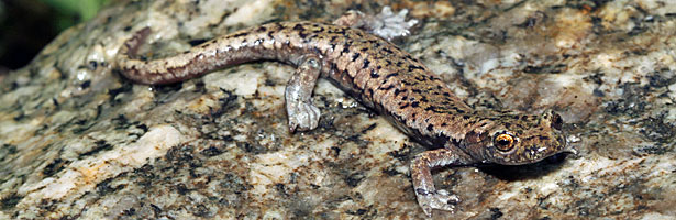 Mount Lyell Salamander 